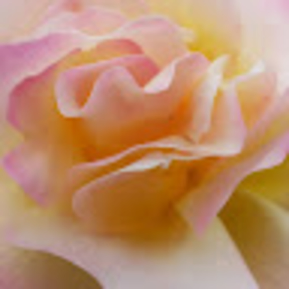 Meet your Posher, Andromedia